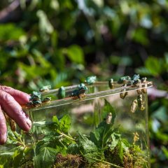 eine Hand hält eine transparente Plastikbox auf dieser sitzen mehrer kleine grasgrüne Laubfrösche bereit in die Freiheit zu hüpfen, im Hintergrund grünes Gebüsch