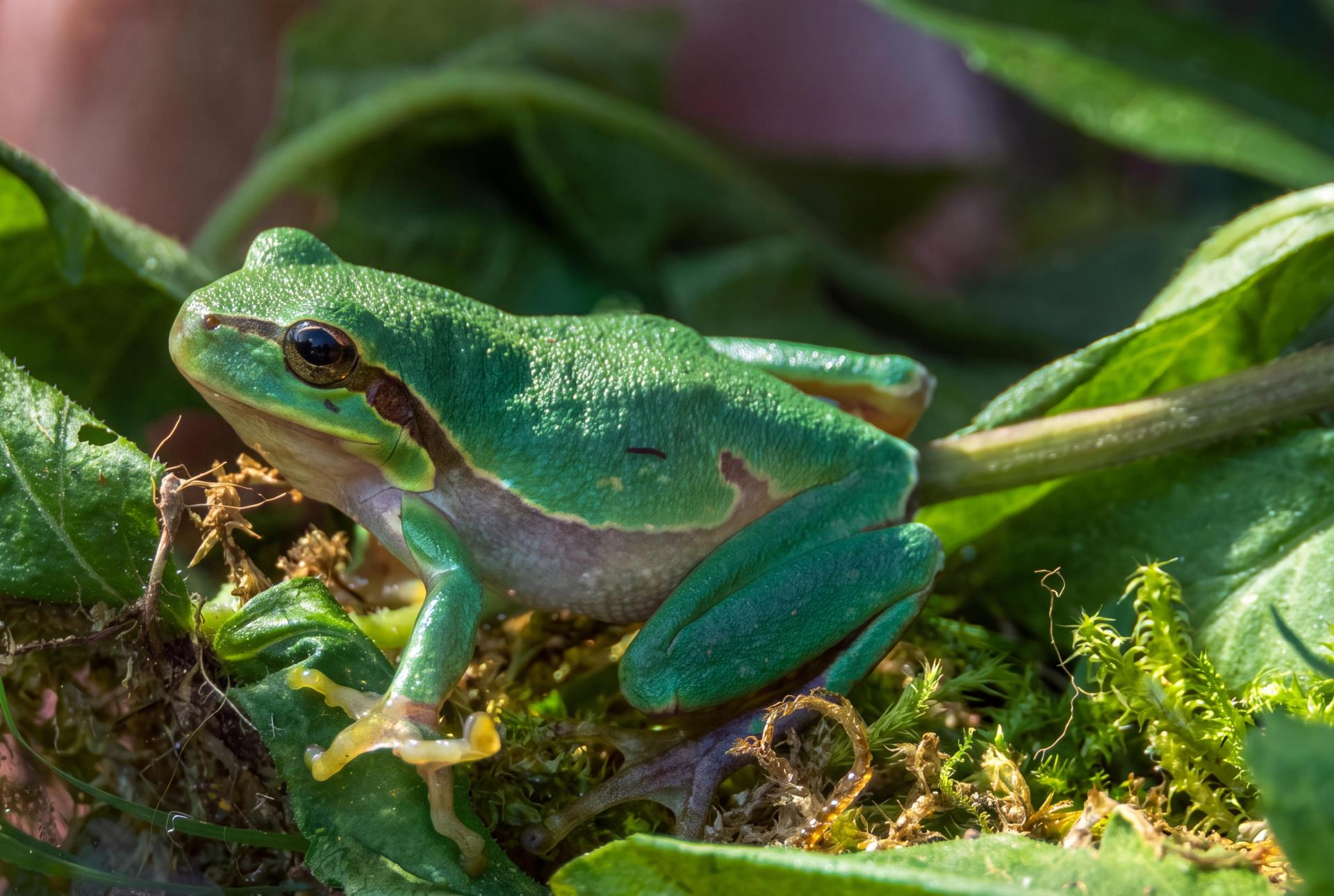 Laubfrosch