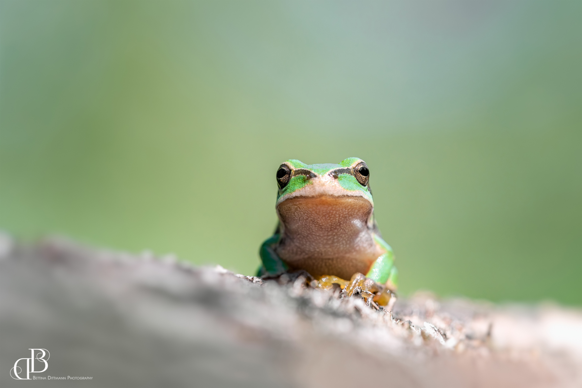 Laubfrosch_1 Laubfrosch_1