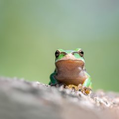 Laubfrosch_1