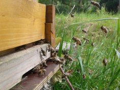 Bienen Bienen die in und aus ihrem Bienenstock fliegen