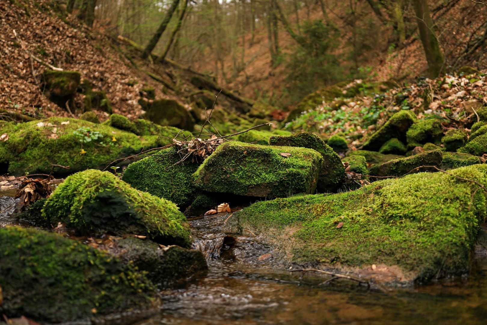 Belzmühltal Steine im Bachlauf