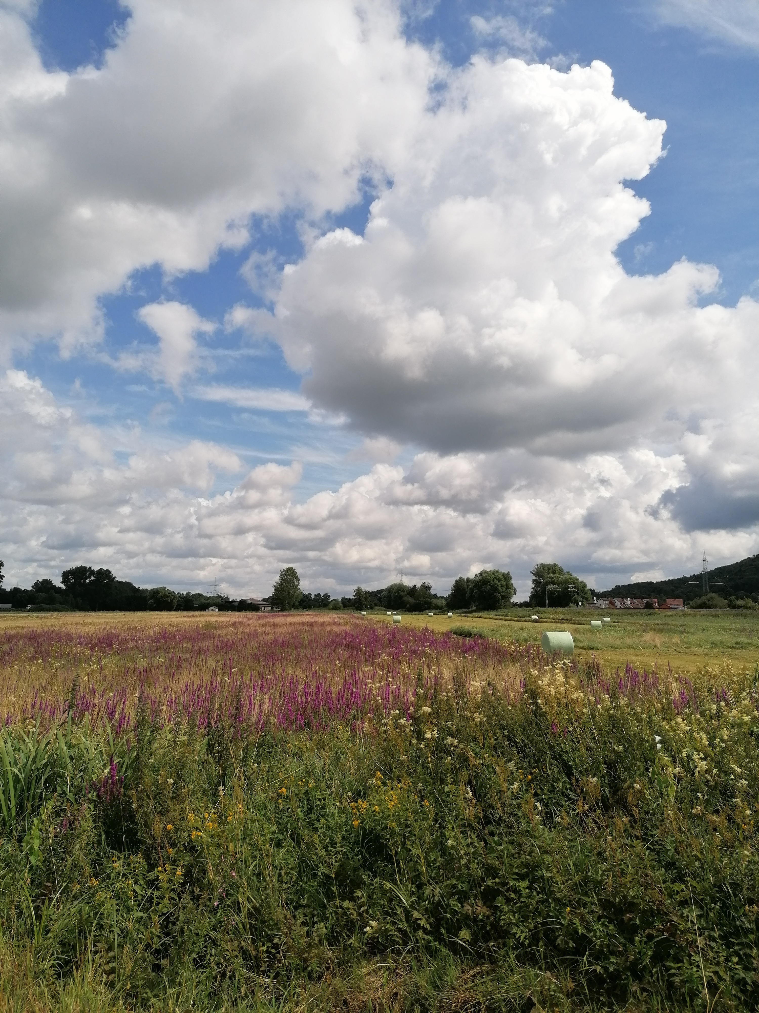 Wiese mit Blumen und Heuballen