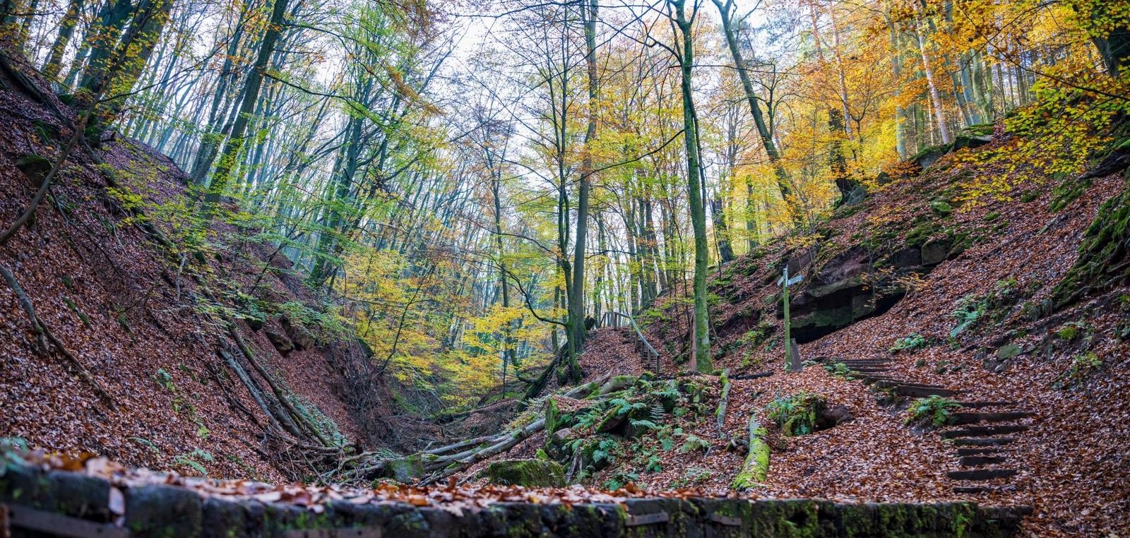 Brücke über einen Bach im Wald 