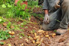 Kartoffeln Ausgegrabene Kartoffeln auf einem Feld.