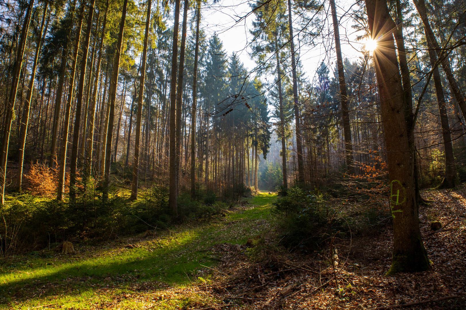 Wald mit einem Grasweg und der Sonne, die zwischen den Baumstämmen durchscheint.