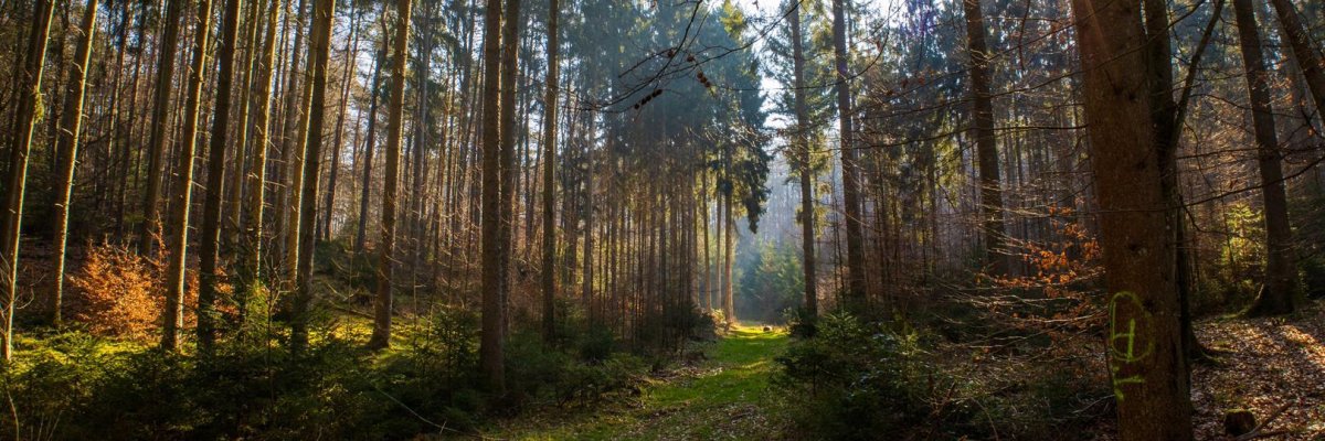 Wald Wald mit einem Grasweg und der Sonne, die zwischen den Baumstämmen durchscheint.