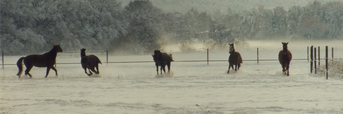 Fünf Pferde auf einer verschneiten Wiese