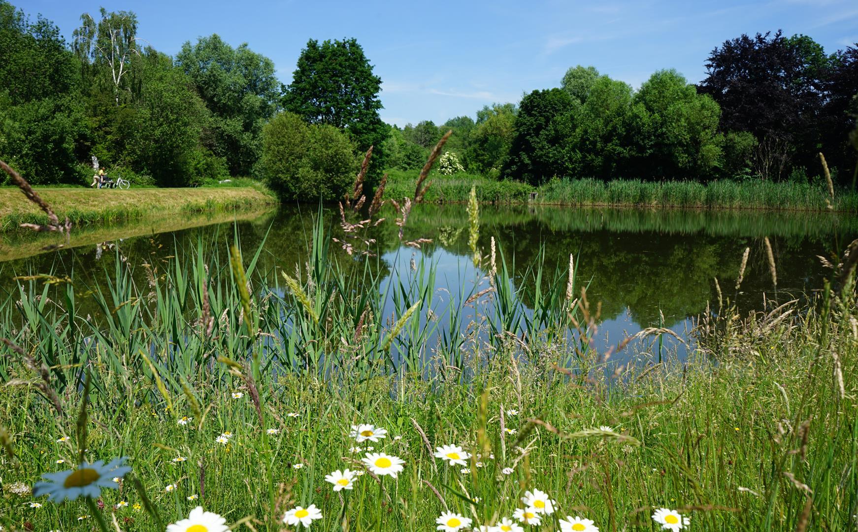Verschiedene Wiesenblumen vor einem See