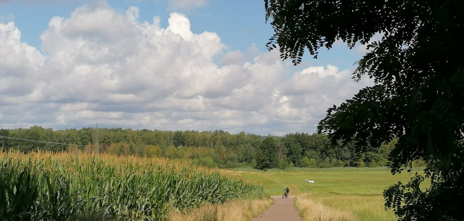 Fahrradfahrer, die auf einem Weg zwischen einem Maisfeld und einer Wiese um eine Kurve fahren.