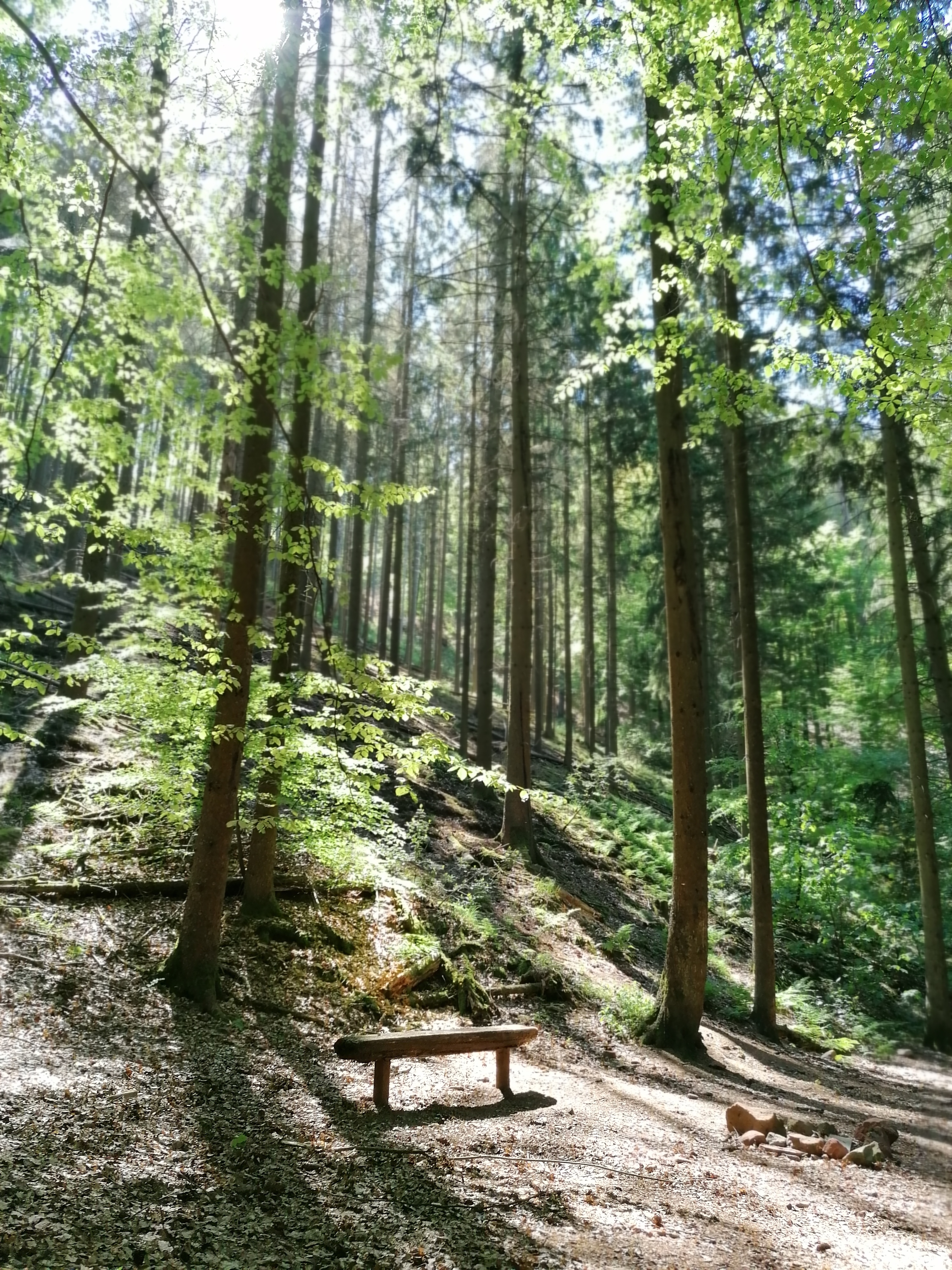 Bank im Wald