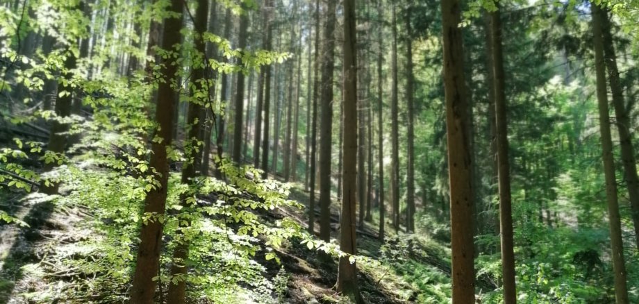 Bank im Wald