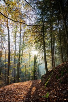 Sagenhafter Waldpfad Bäume durch die die Sonne scheint und im Vordergrund ist ein Waldweg