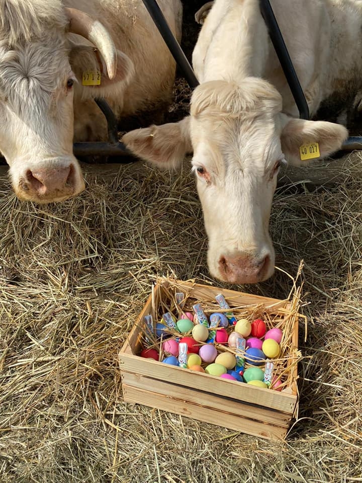 Schanzermühle Kühe mit einem Osternest in dem sich bunte Eier und Schokolade befinden.