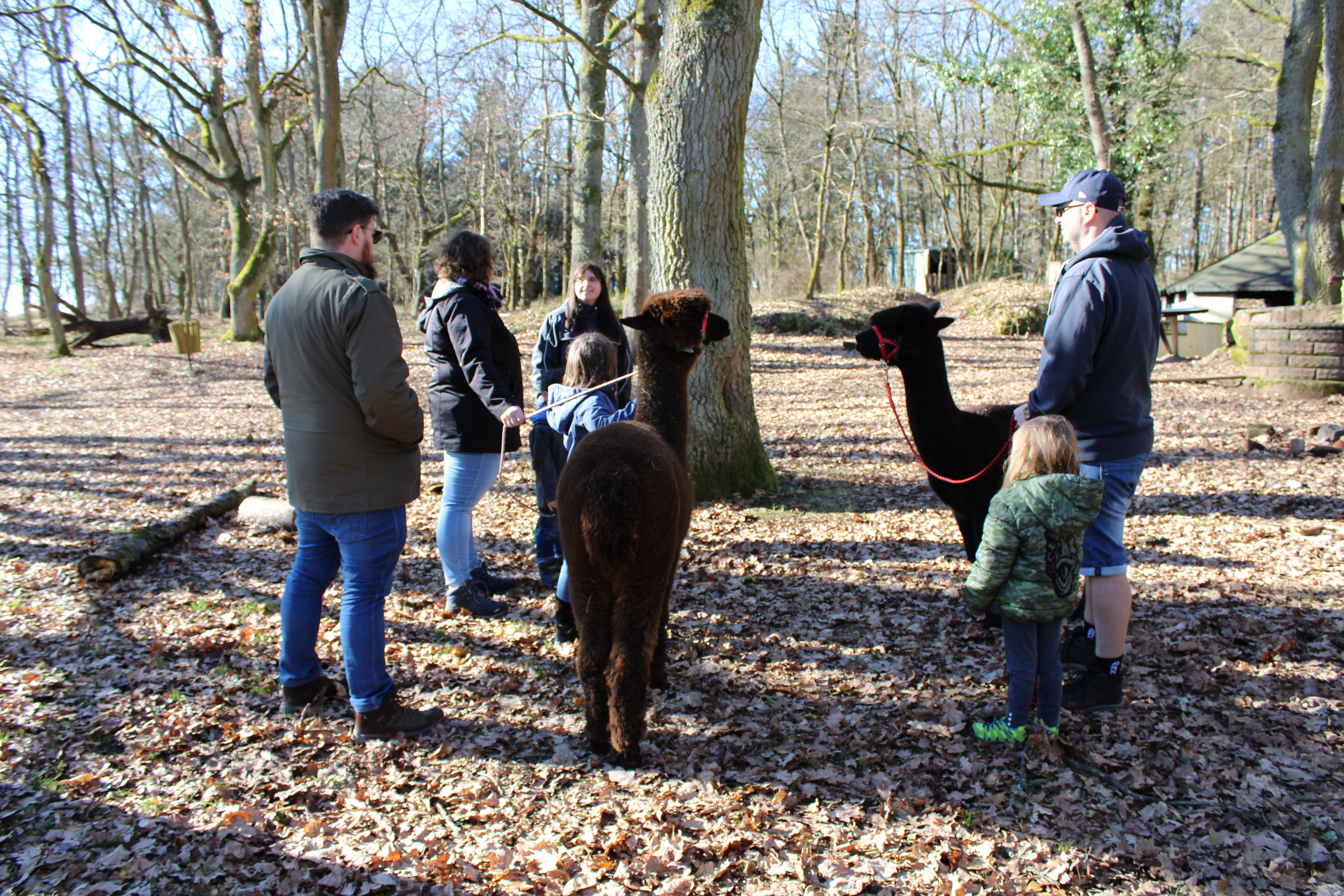 Menschen und Kinder stehen in einem Kreis. Zwei der Menschen halten jeweils ein Alpaka am Zügel