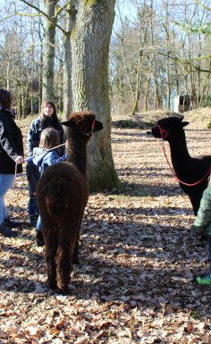 Menschen und Kinder stehen in einem Kreis. Zwei der Menschen halten jeweils ein Alpaka am Zügel
