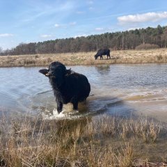 Eine schwarze Kuh, die im Wasser steht. Im Hintergrund eine weitere Kuh am grasen.