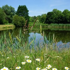 See mit Wildblumen im Vordergrund