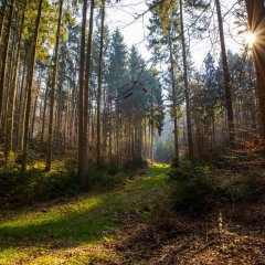 Wald mit einem Grasweg und der Sonne, die zwischen den Baumstämmen durchscheint.