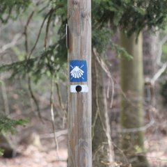 Blauer Wegweiser mit weißer Muschel, der an einem Baum hängt.