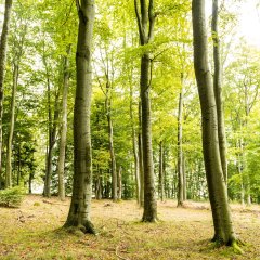 Mehrere belaubte Bäume im Wald