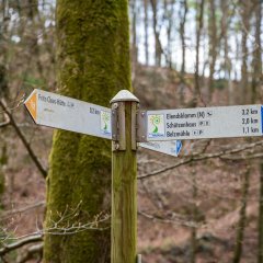 Wegweiser mit Qualitätswanderweg Käfer-Safari im Wald 