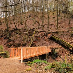 Brücke im Wald, neben der ein umgefallener Baum liegt.
